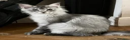 Maine Coon cats for sale: ⚜️ championline maine coon kittens ⚜️ polydactyl - Advert 12
