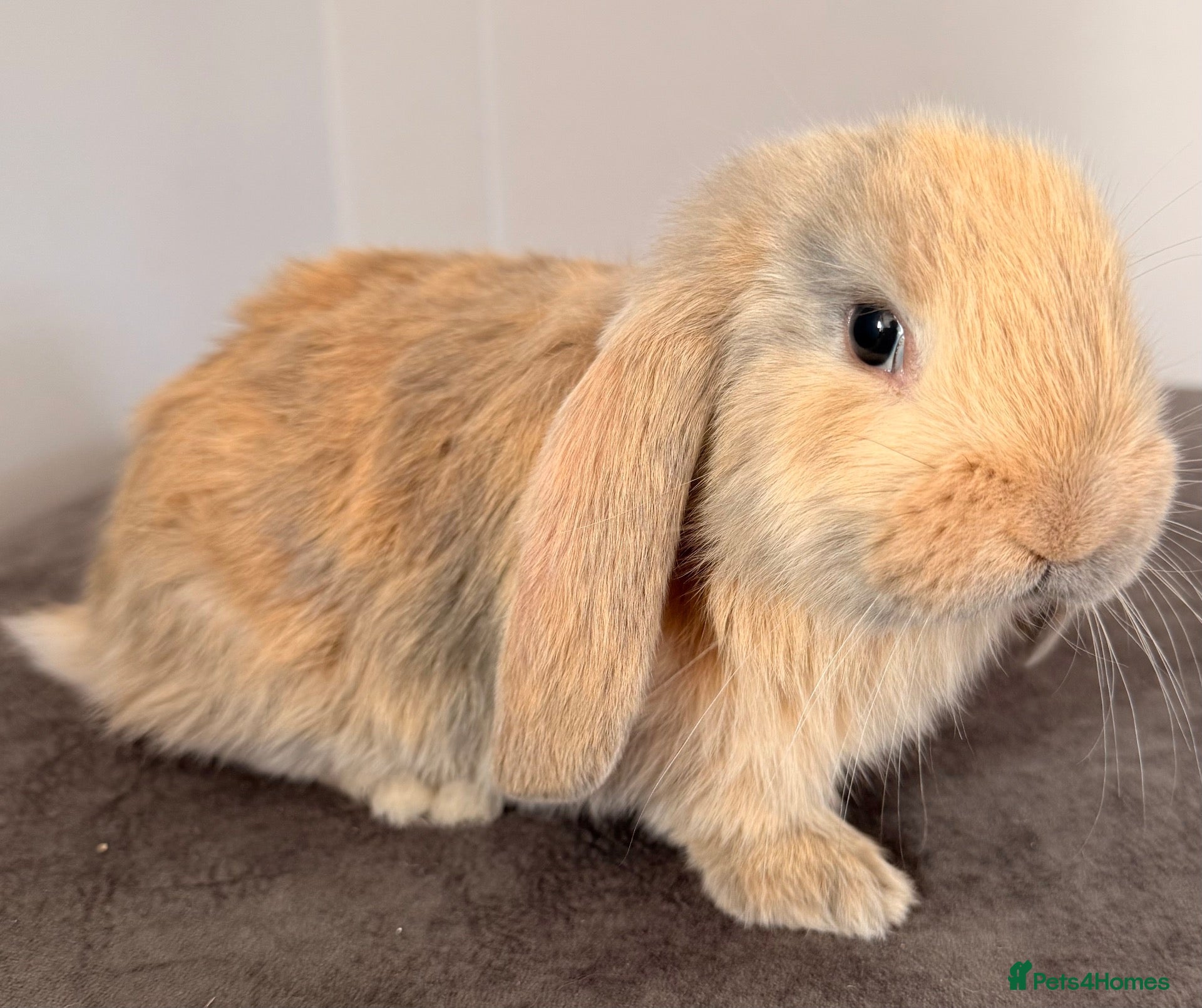 French Lop rabbits 💕Stunning pure bred French lops 💕 - Advert 6