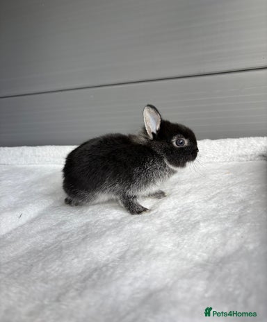 Dwarf Rabbits for sale | Pets4Homes