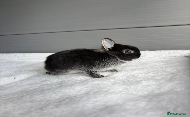 Netherland Dwarf rabbits - Advert 4