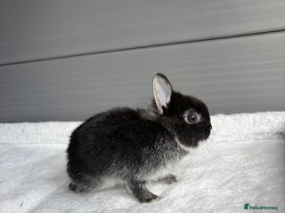 Netherland Dwarf rabbits - Advert 5