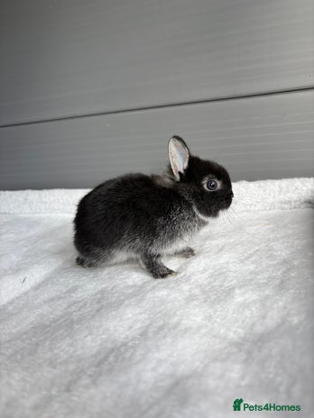 Netherland Dwarf rabbits - Advert 1