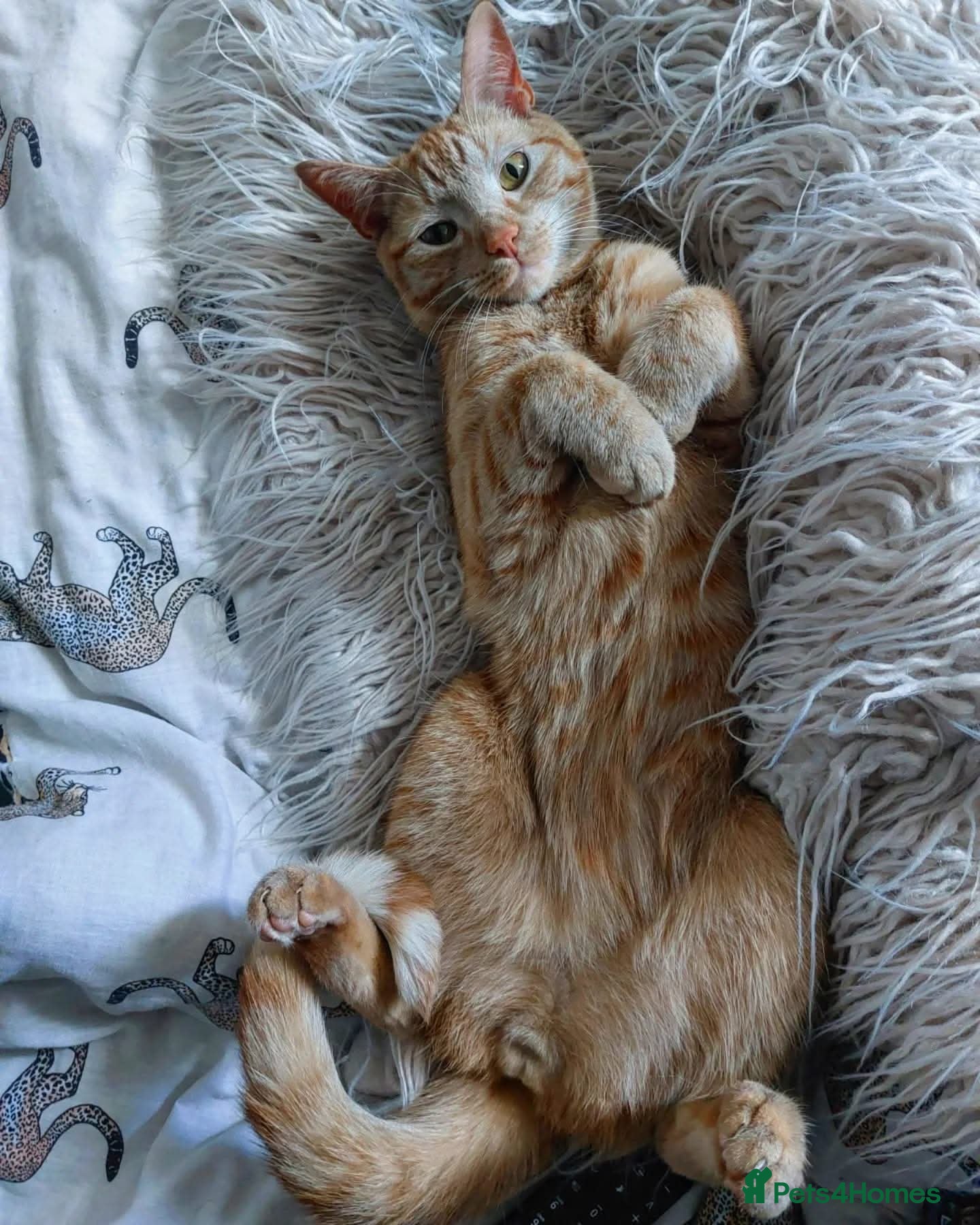 Mixed Breed cats Absolutely funny beautiful orange boy. - Advert 1