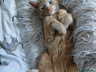 Mixed Breed cats Absolutely funny beautiful orange boy. - Advert 7