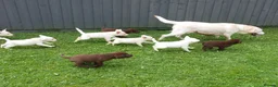 Labrador Retriever dogs for sale: Stunning Health Tested Labrador Puppies - Advert 17