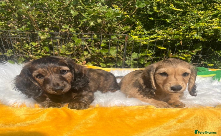 Miniature Dachshund dogs - Advert 16