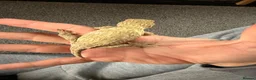 Gecko reptiles for sale: Male leachieanus gecko - Advert 3