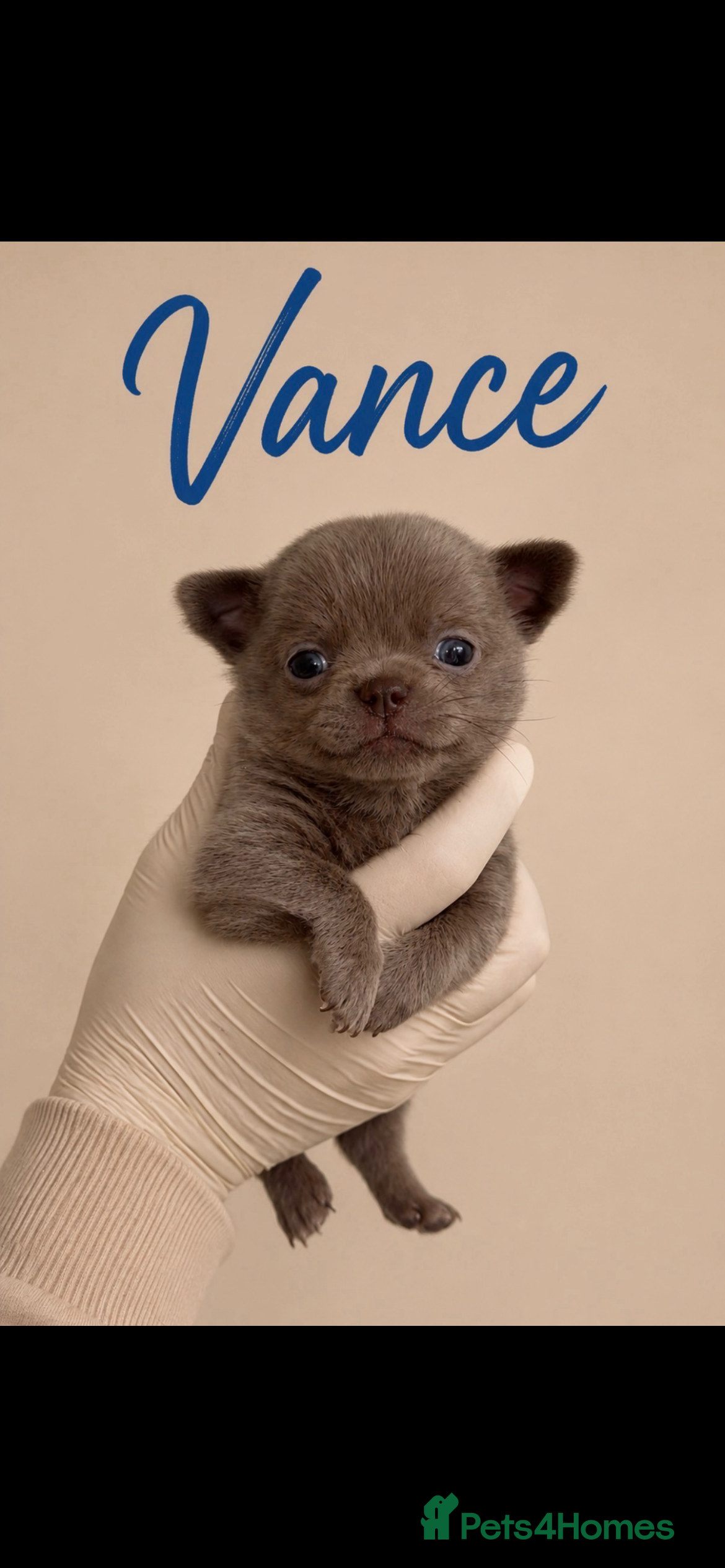 Chihuahua dogs Outstanding Russian line chihuahuas  - Advert 9