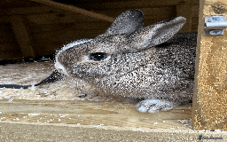 Netherland Dwarf rabbits for sale: Bonded pair of Netherlands Dwarfs - Image 2