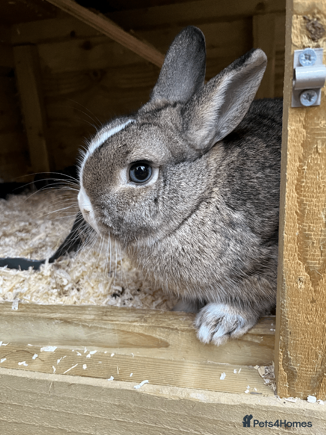 Netherland Dwarf rabbits for sale: Bonded pair of Netherlands Dwarfs - Image 2