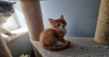 Maine Coon cats - Advert 6