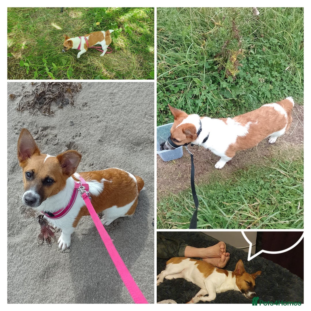 Jack Russell dogs for sale: Mini jack Russell girl needs new loving home - Advert 1
