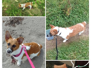 Jack Russell dogs Mini jack Russell girl needs new loving home - Advert 6
