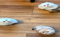 British Longhair cats for sale: 🐾🤩❤️Gold Angels - tiny stars 🐾❤️🐱 - Image 11