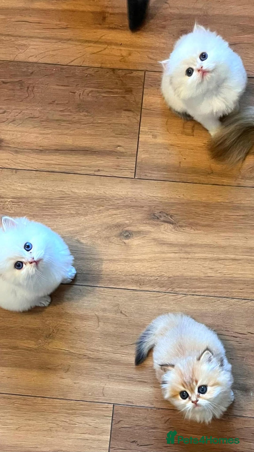 British Longhair cats for sale: 🐾🤩❤️Gold Angels - tiny stars 🐾❤️🐱 - Image 11