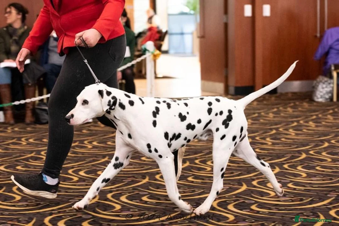 Dalmatian dogs for stud: Health tested crufts winner available at stud  in Aberdare - Advert 8