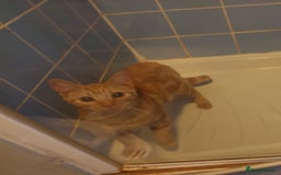 Mixed Breed cats for sale: Ginger male  - Image 1