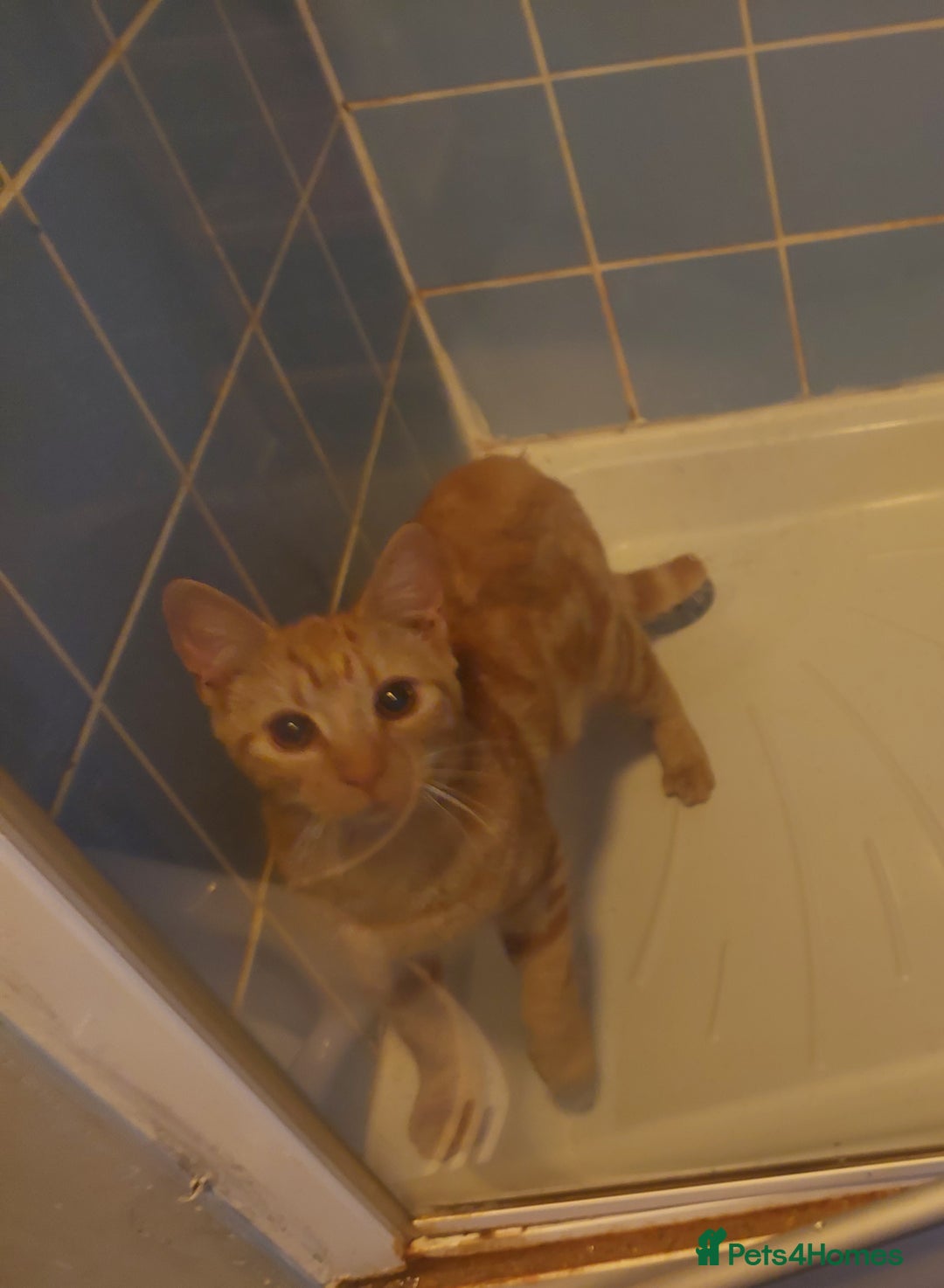 Mixed Breed cats for sale: Ginger male  - Image 1