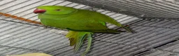 Ringnecks birds for sale: Beautiful young ringnecks for sale  in Chesterfield - Advert 4