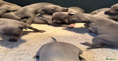 Whippet dogs - Advert 4