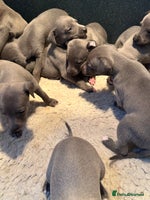 Whippet dogs - Advert 2