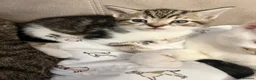 Mixed Breed cats for sale: beautiful kittens  in Slough - Advert 17