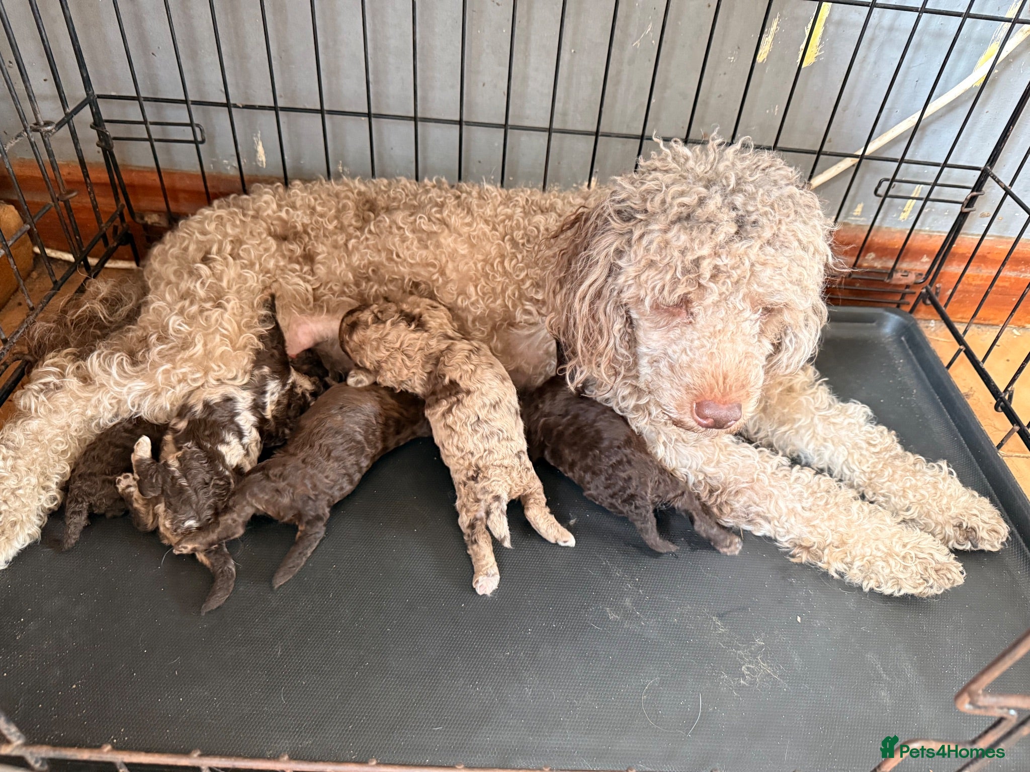 Mixed Breed dogs Beautiful choc Merle poodle pups - Advert 1