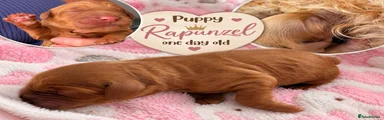 Rapunzel - Girl 