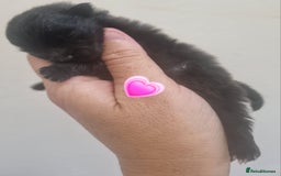Pomeranian dogs for sale: Beautiful litter teddy bear poms  - Image 8