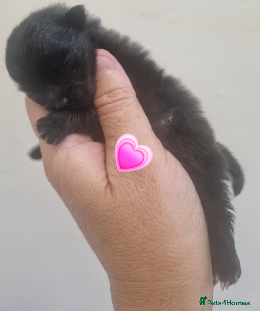 Pomeranian dogs for sale: Beautiful litter teddy bear poms  - Image 8