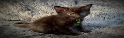 Mixed Breed cats for sale: 9 beautiful friendly kittens - Advert 18