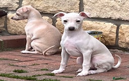 Italian Greyhound dogs for sale: Beautiful Italian Greyhound girls - Image 3