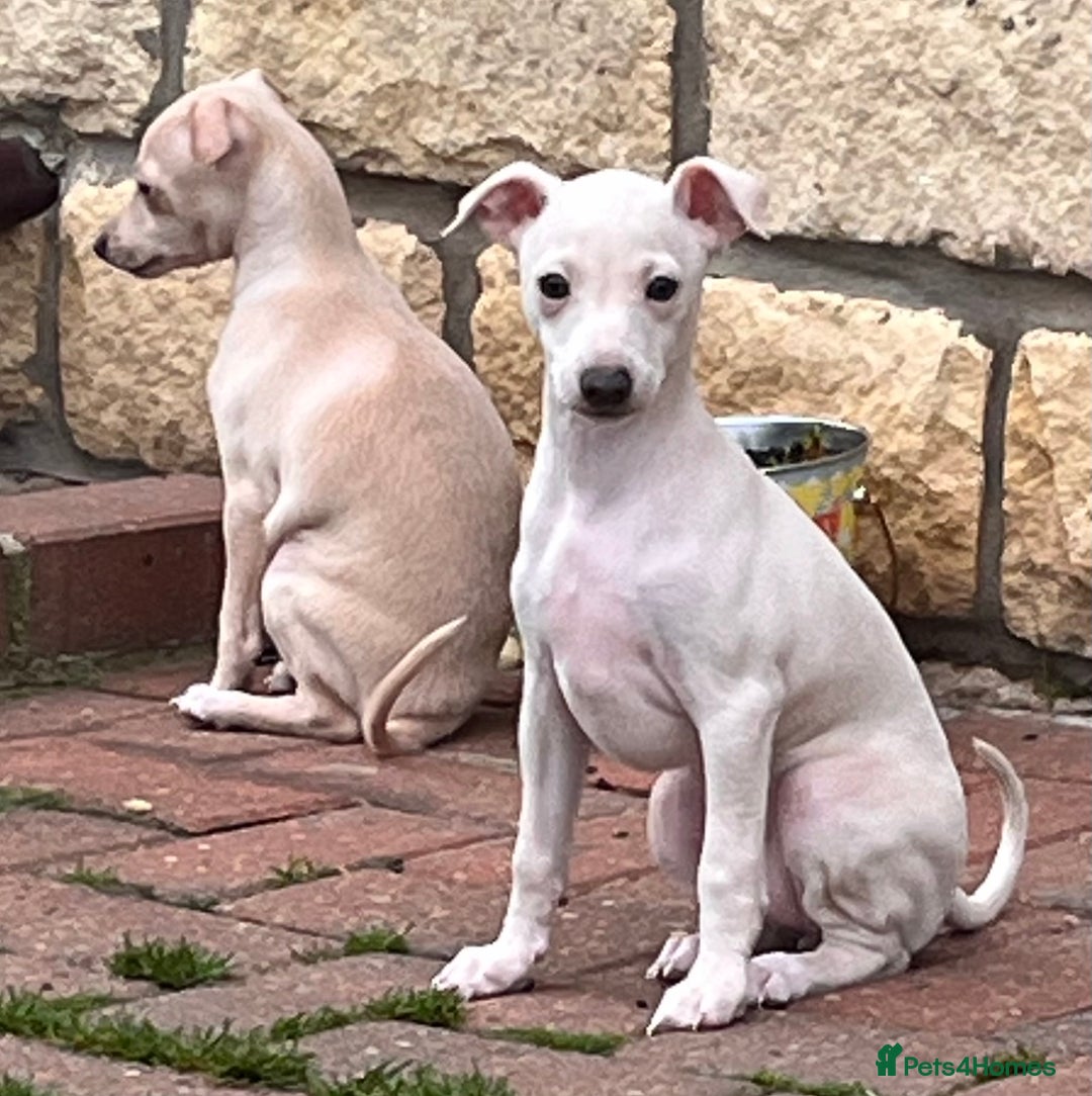 Italian Greyhound dogs for sale: Beautiful Italian Greyhound girls - Image 3
