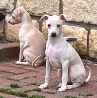 Italian Greyhound dogs Beautiful Italian Greyhound girls - Advert 1