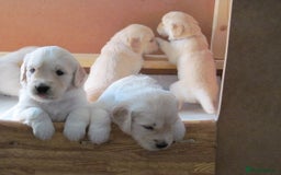 Golden Retriever dogs for sale: Stunning Golden Retriever Puppies - Image 1