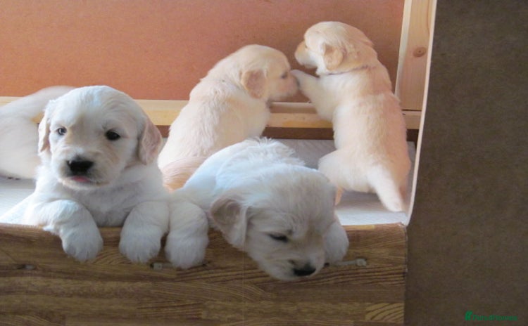 Golden Retriever dogs - Advert 2
