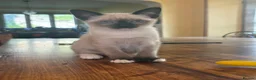 Tonkinese cats for sale: Superb Tonkdoll kittens - Advert 18