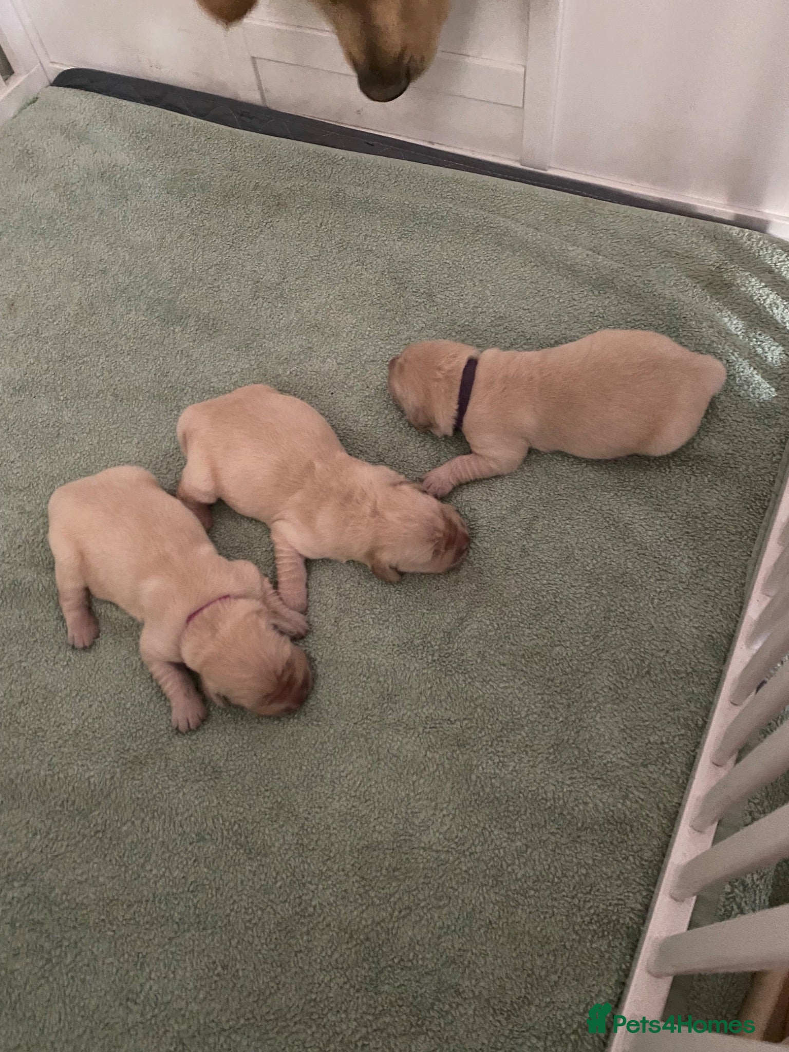 Golden Retriever dogs Puppies - Advert 2