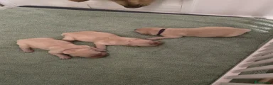 Golden Retriever 3