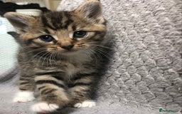 Mixed Breed cats for sale: Gorgeous Tabby kittens 7 weeks old  - Image 1