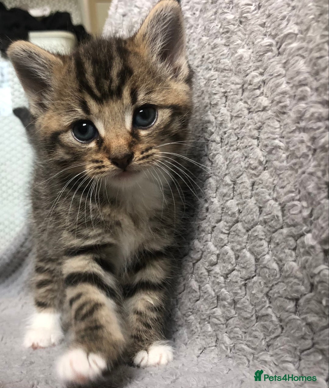 Mixed Breed cats for sale: Gorgeous Tabby kittens 7 weeks old  - Image 1