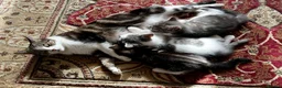 American Shorthair cats for sale: 3 Little Tabbies Looking for Their Forever Homes! - Advert 31