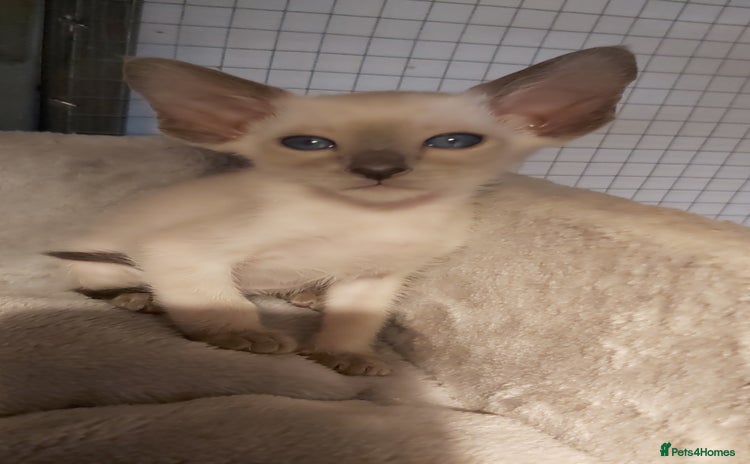 Oriental cats - Advert 2