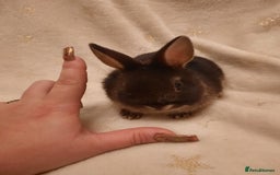 Netherland Dwarf rabbits for sale: Five Litters Of Netherland Dwarf Babies - Image 4