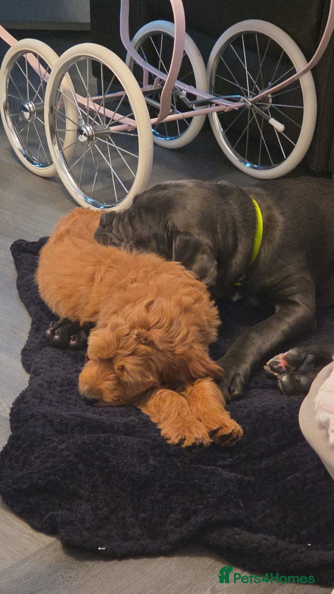 Goldendoodle dogs for sale: Female Goldendoodle - Advert 3