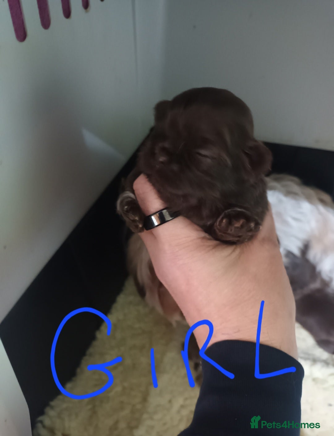 Shih Tzu dogs for sale: imperial shih tzu pups  - Advert 2