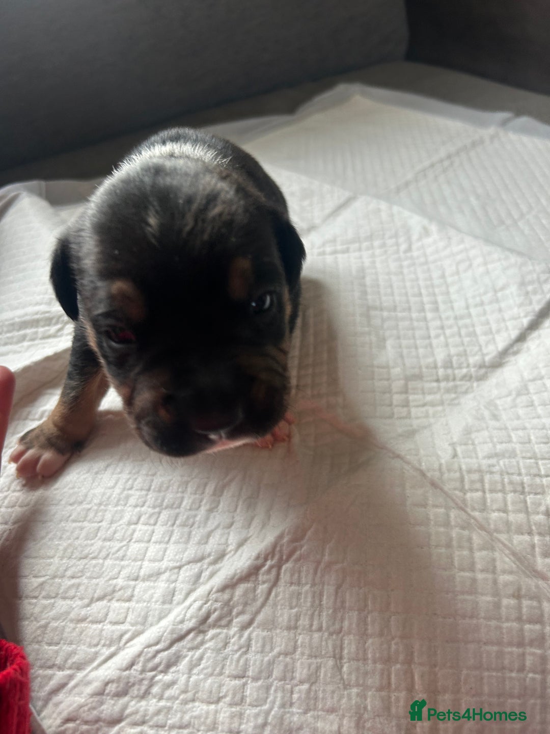 Mixed Breed dogs for sale: 🐾 11 Adorable Puppies From an Accidental Litter - Advert 5