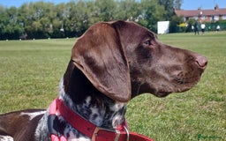 German Shorthaired Pointer dogs for sale: GSP Litter due 12th August  - Image 1
