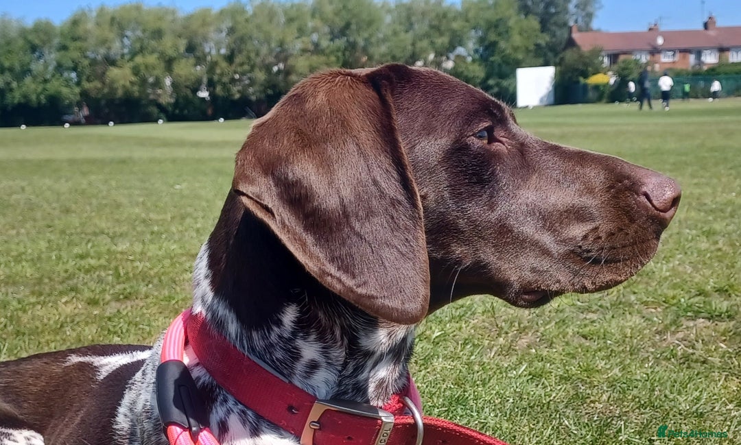 German Shorthaired Pointer dogs for sale: GSP Litter due 12th August  - Image 1