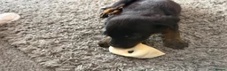 Rottweiler dogs for sale: Rottweiler puppy in Bolton - Advert 3